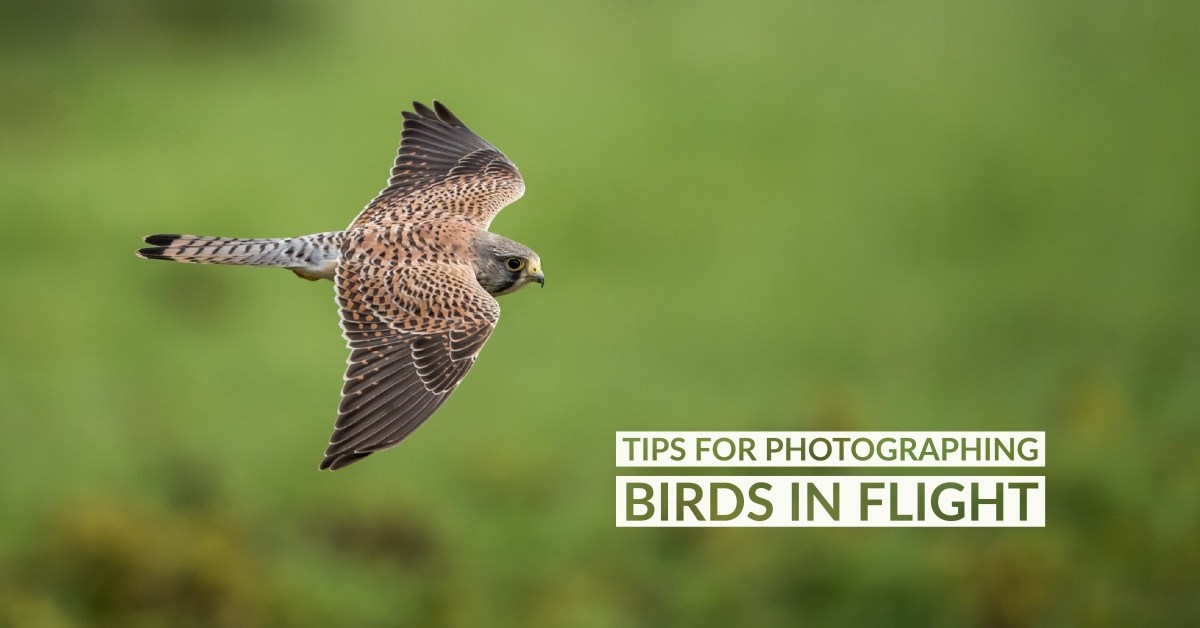 Dicas para fotografar pássaros em vôo