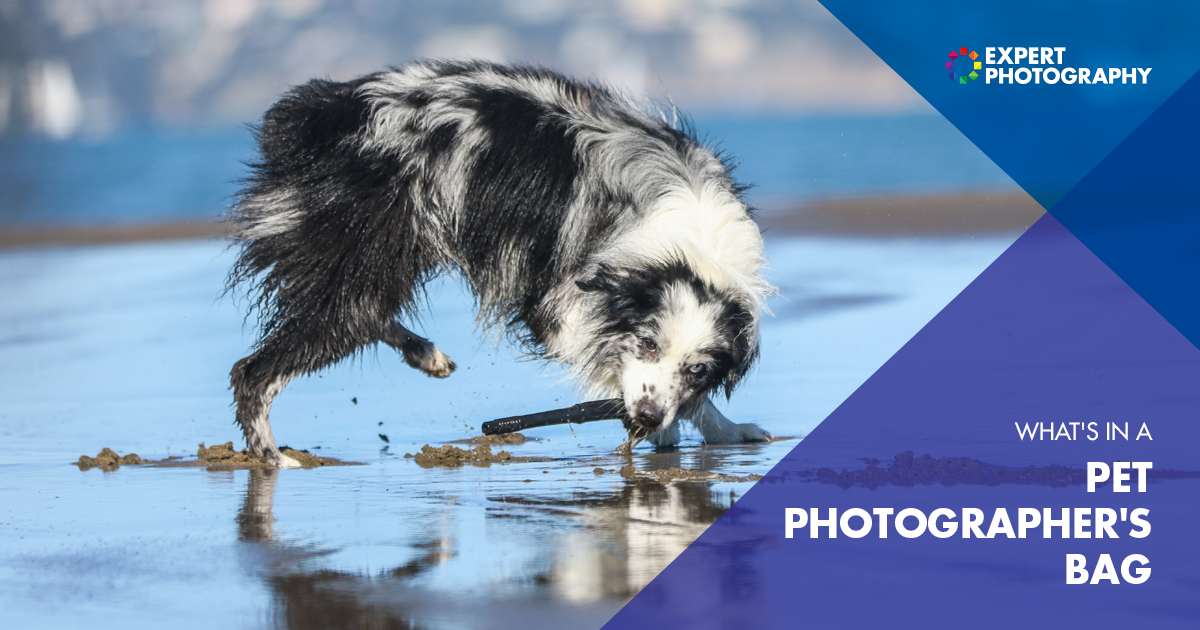 O que há na bolsa de um fotógrafo de animais de estimação? (Equipamento fotográfico para animais de estimação)