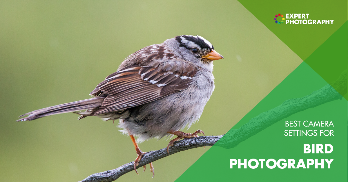 As melhores configurações de fotografia de pássaros para usar