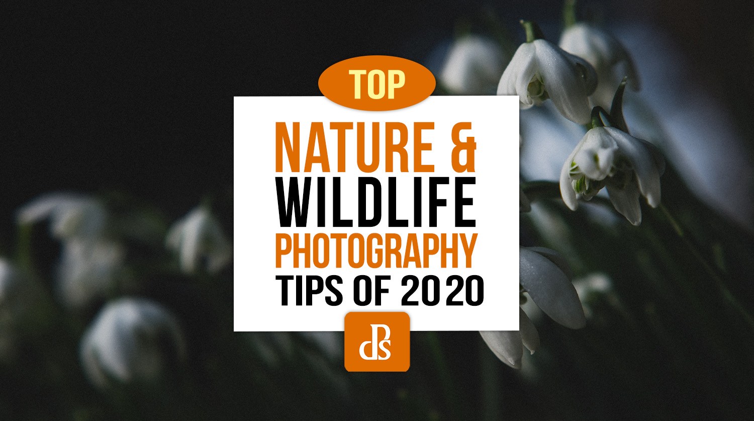 Principais dicas para fotografia dPS de natureza e vida selvagem em 2020